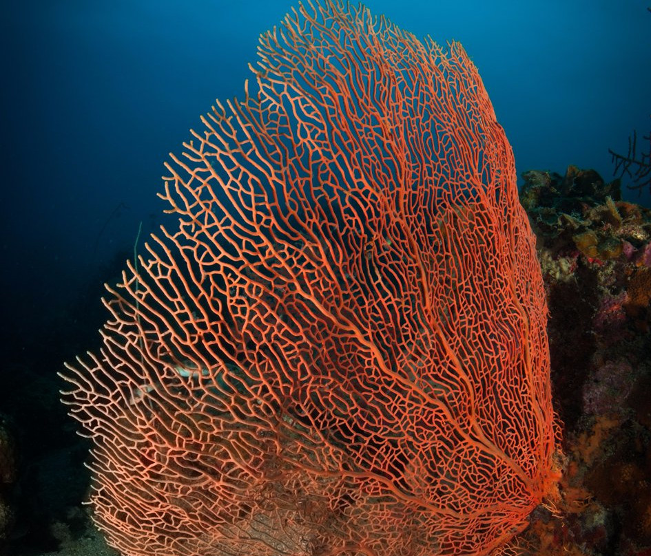 Livingseas Jakarta-雅加达必去景点