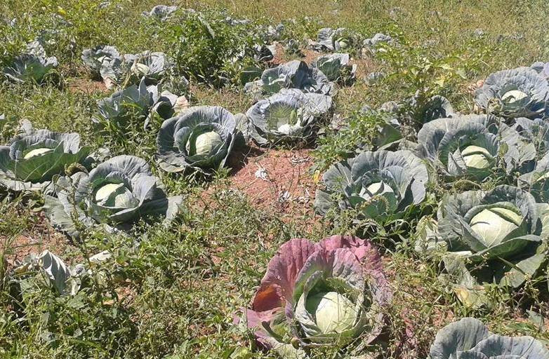 Fazenda Sao Jose-Santo Antonio De Posse必去景点