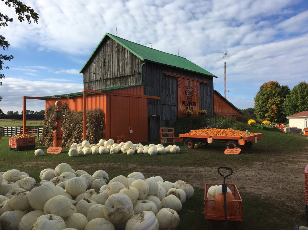 Gene the Pumpkin Man景点图片