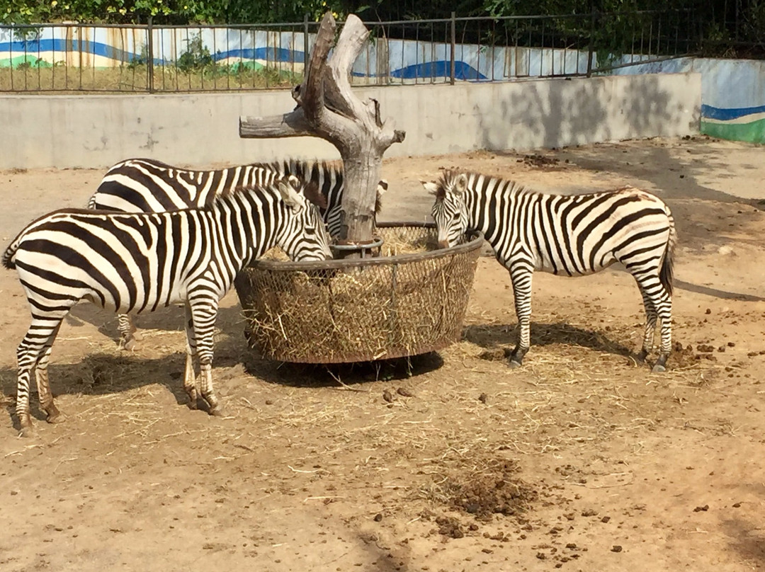 烟台大南山-烟台市必去景点