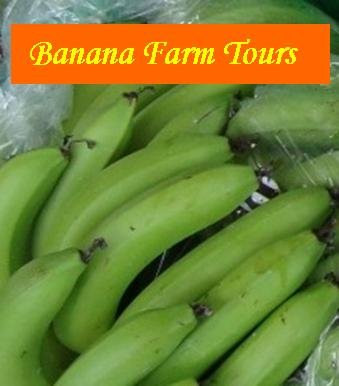 Banana Farm Tours景点图片