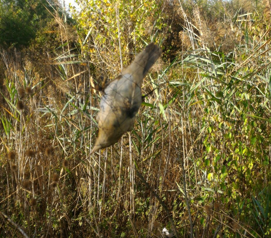 Riserva Naturale Orientata Fontanili di Corte Valle Re景点图片