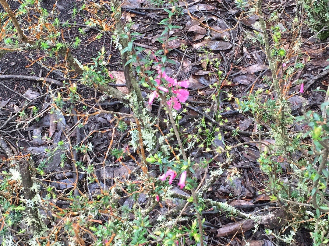 Mt Sturgeon-Dunkeld必去景点