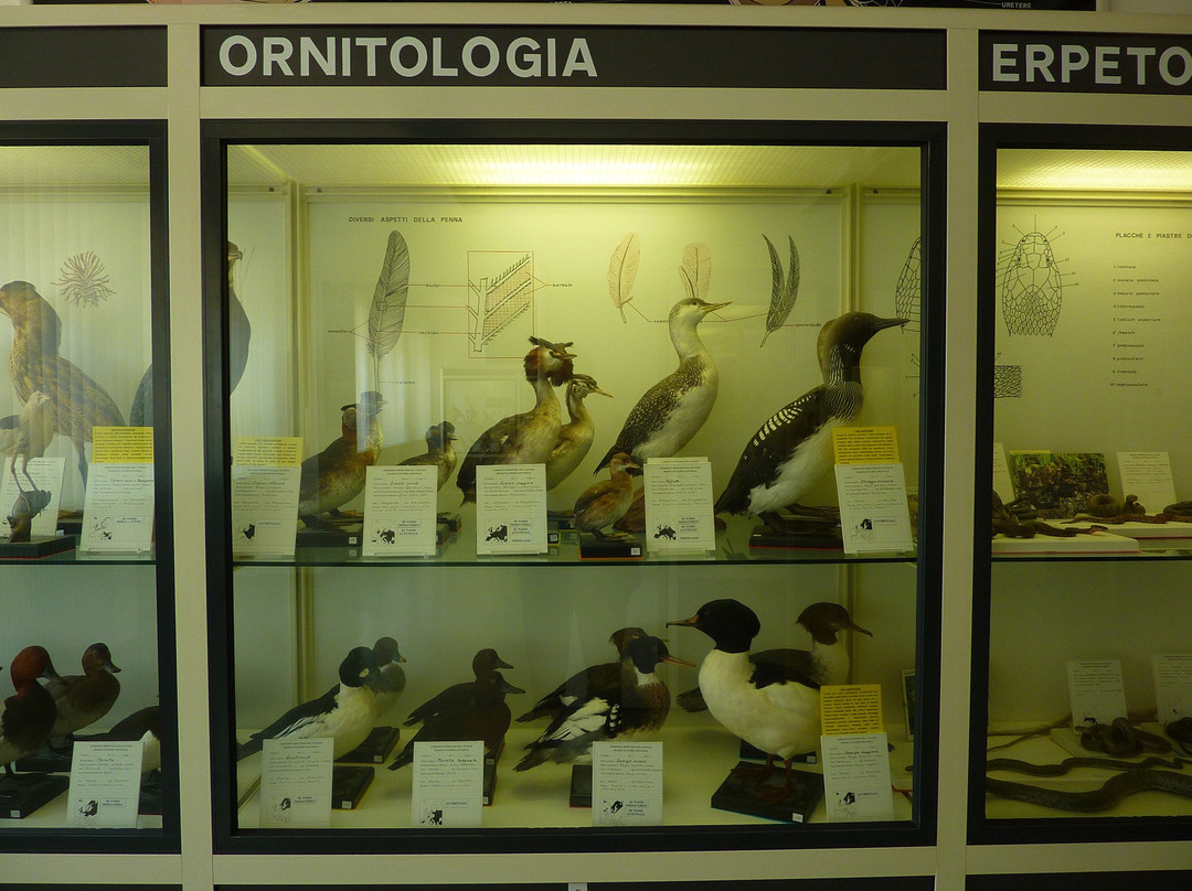 Museo di Storia Naturale-Chies d'Alpago必去景点