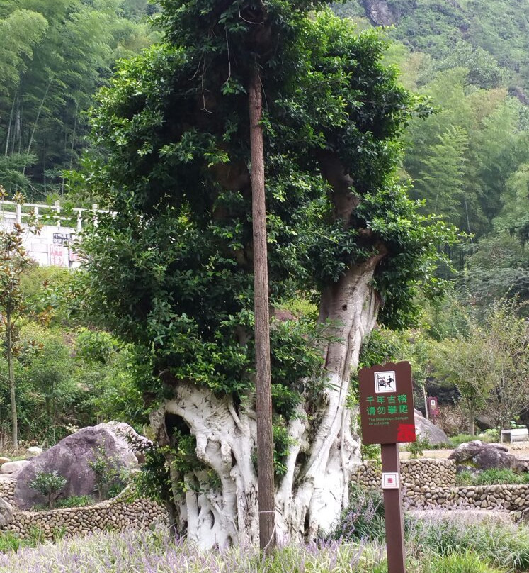 丽水千丝岩-青田县必去景点