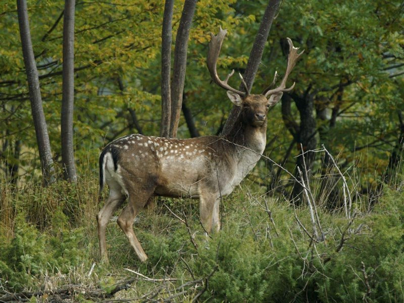 Centro Visita Premilcuore Parco Foreste Casentinesi景点图片