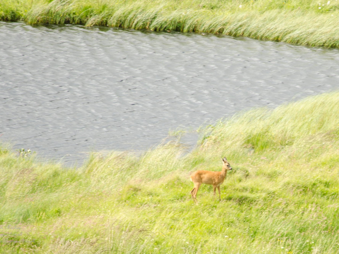 RSPB - Insh Marshes景点图片