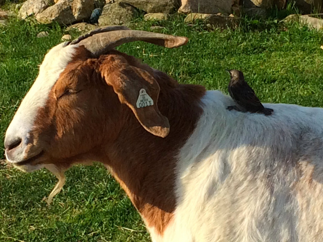 Rita's Stable-蒙托克必去景点