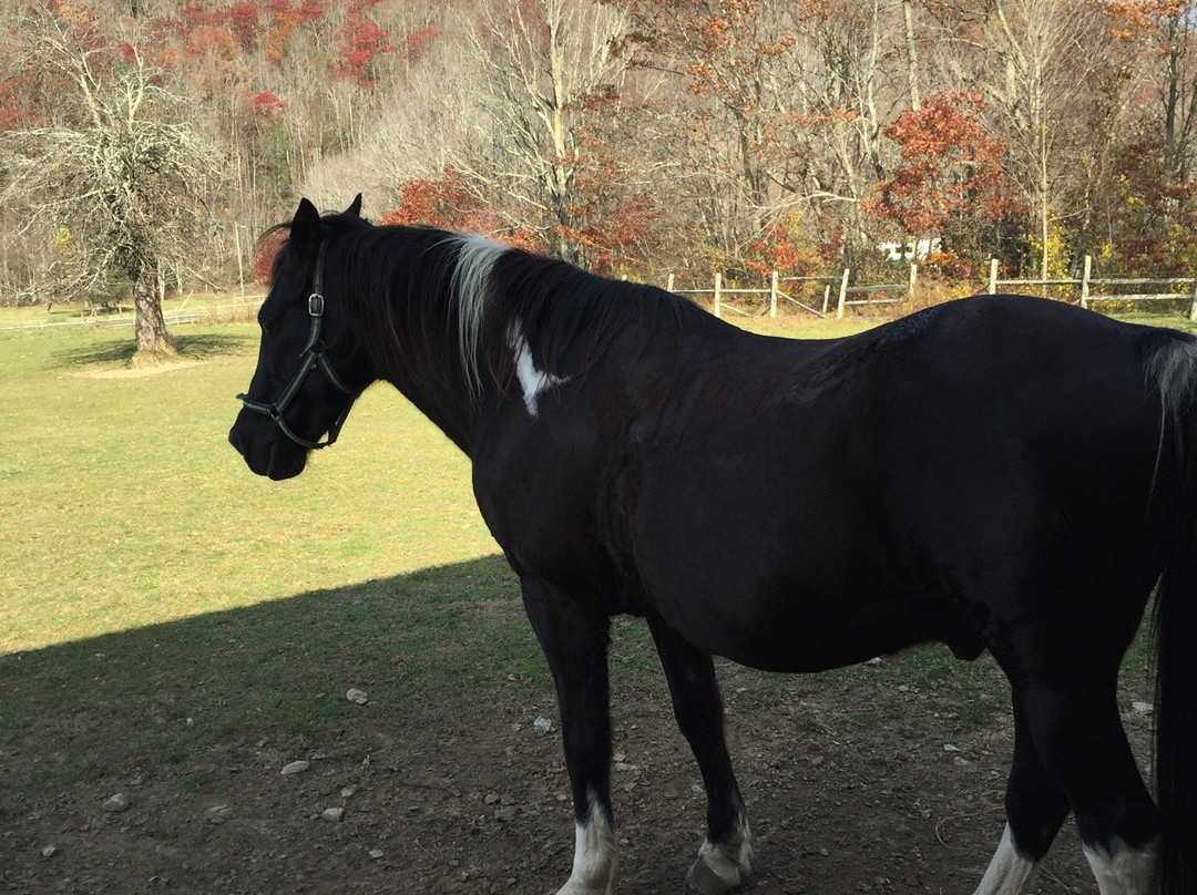 Appalachian Horseback Riding Adventures-Troutdale必去景点
