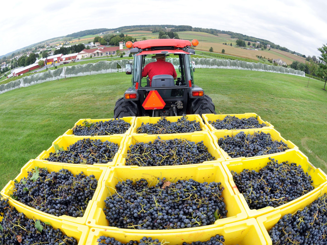 Clover Hill Vineyards & Winery景点图片