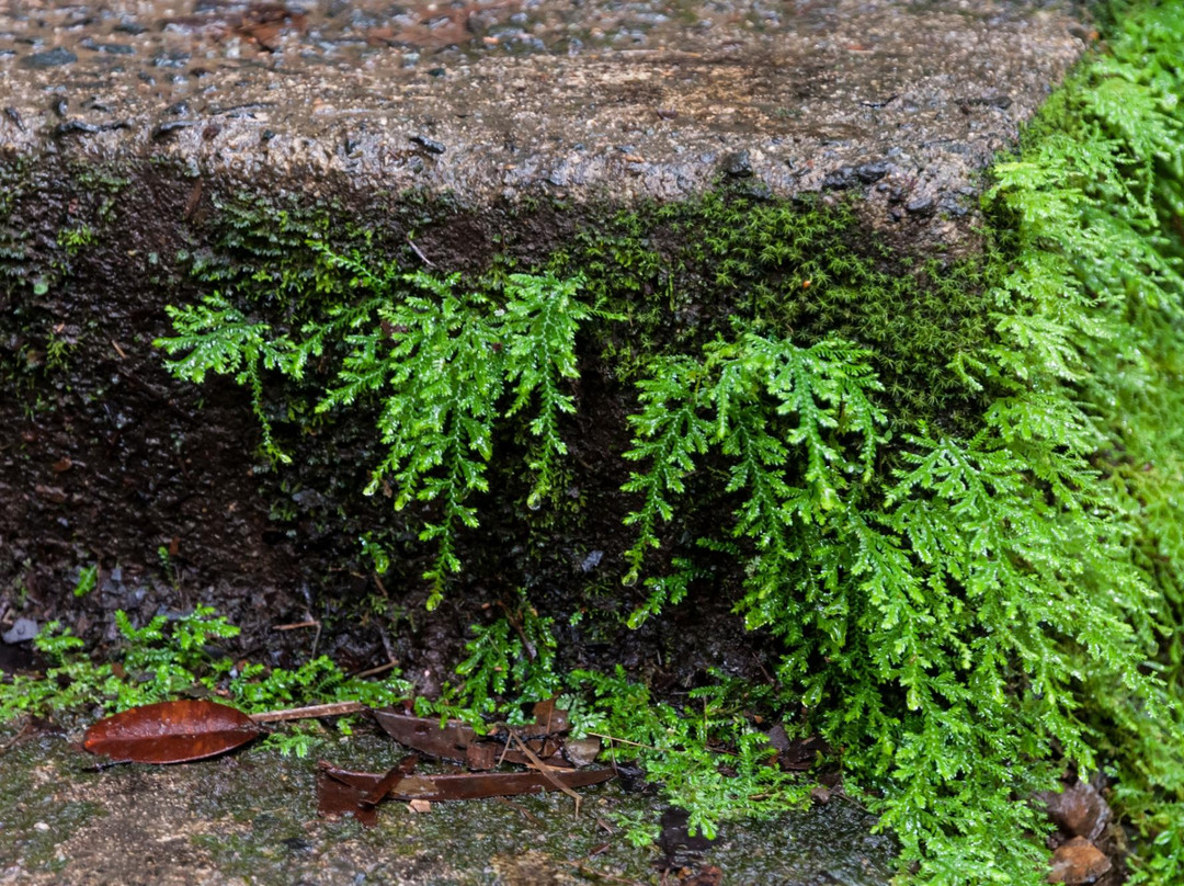 The Mine Trail (La Mina)-云盖国家森林公园必去景点