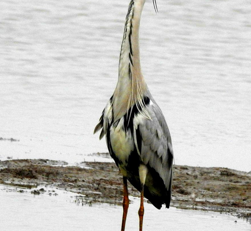 Basai Wetlands景点图片