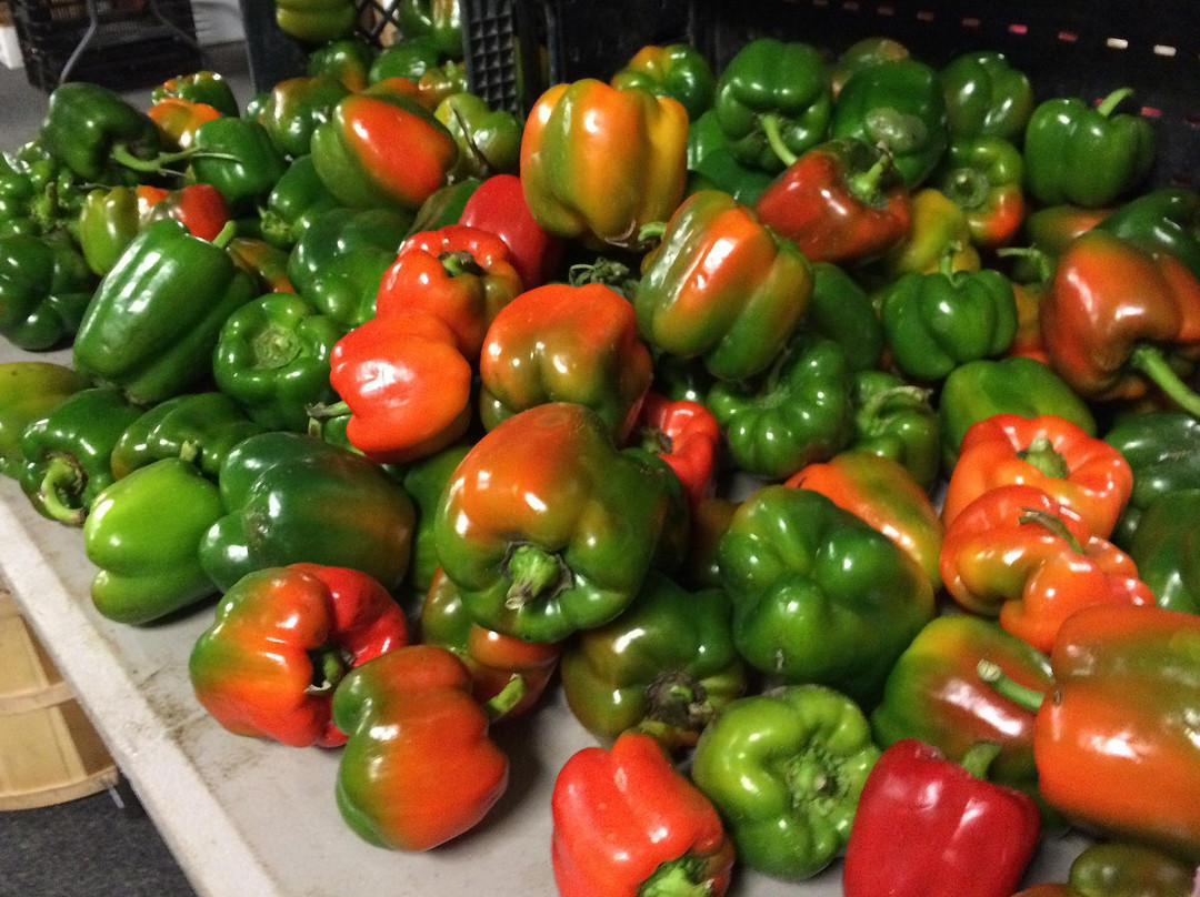 Schenectady Greenmarket景点图片