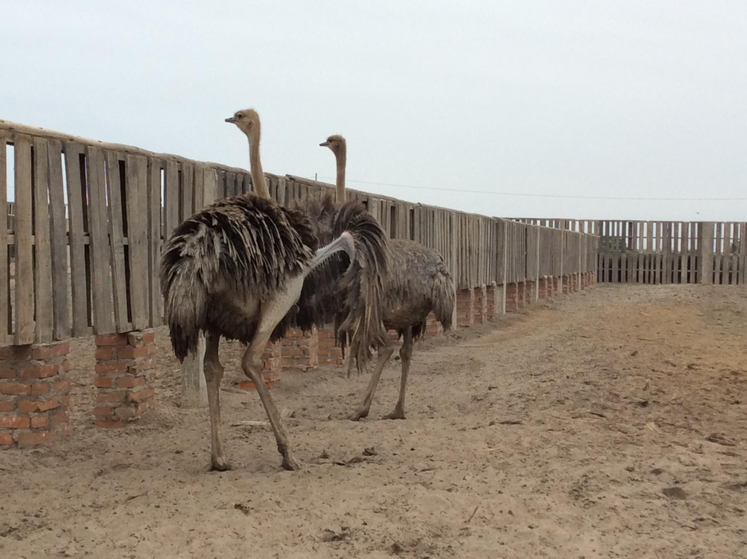 Aves Gigantes de Peru-Pimentel必去景点