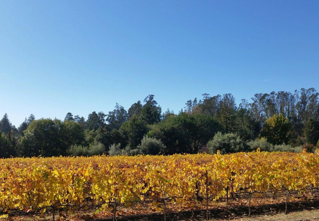 Nicholson Vineyards-阿普托斯必去景点