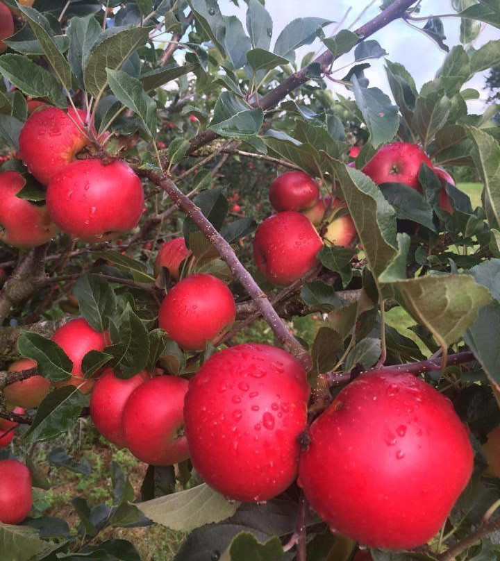 Gilberts' Orchard-Carlow必去景点