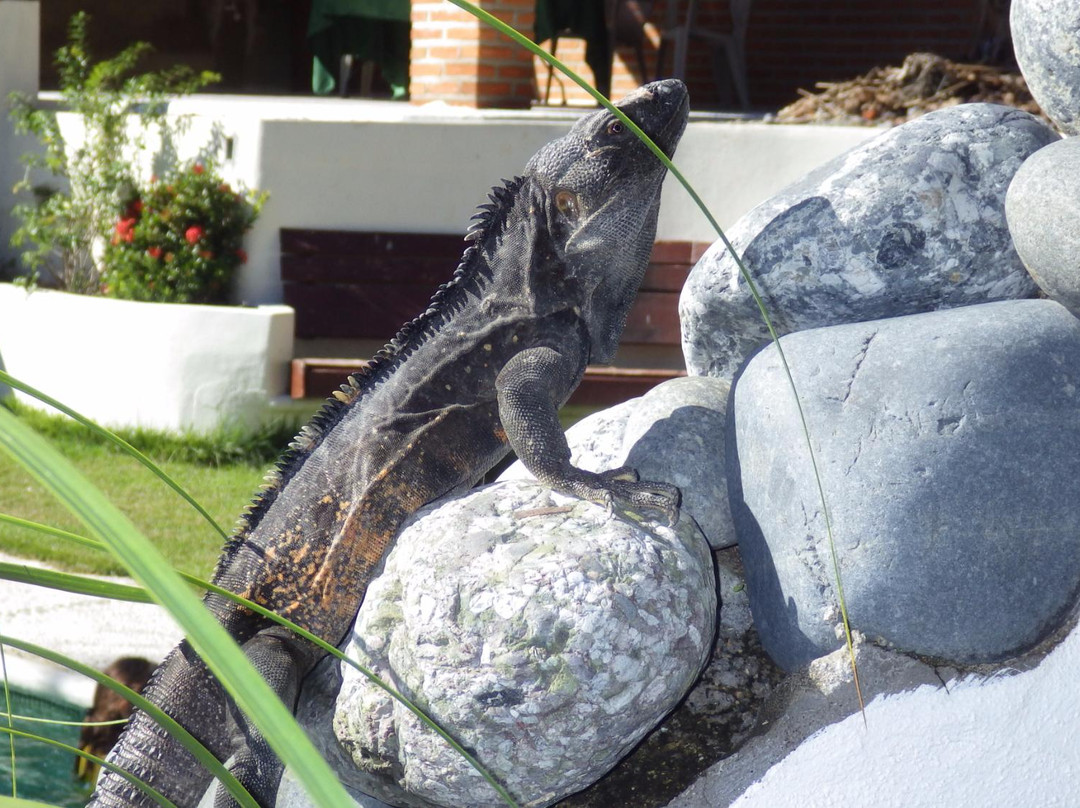 Casa de los Monos主图