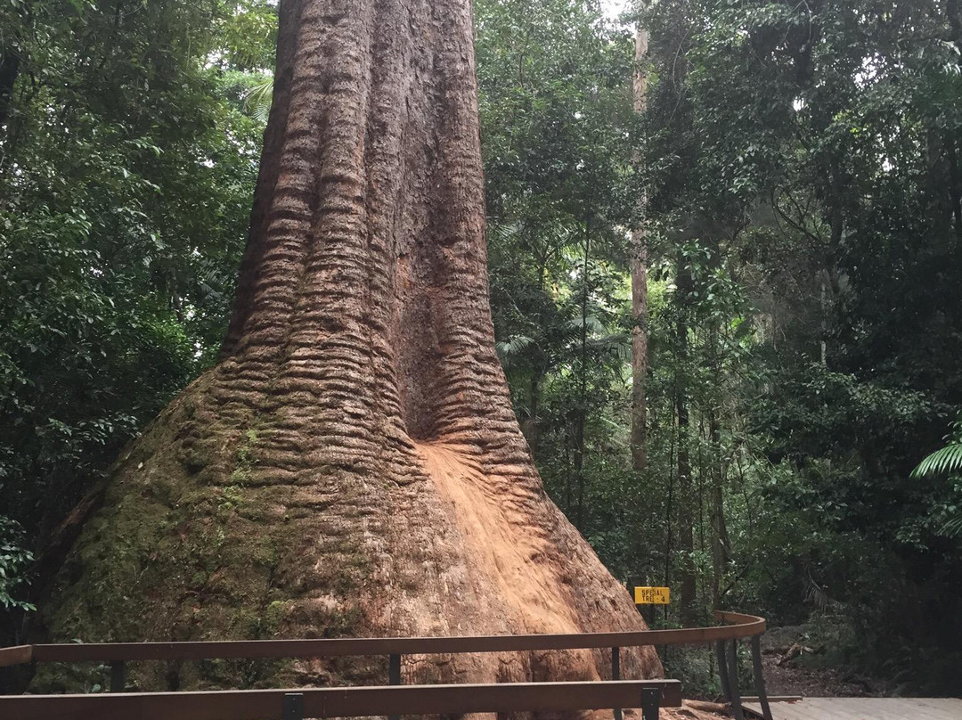 Old Bottlebutt-Wauchope必去景点