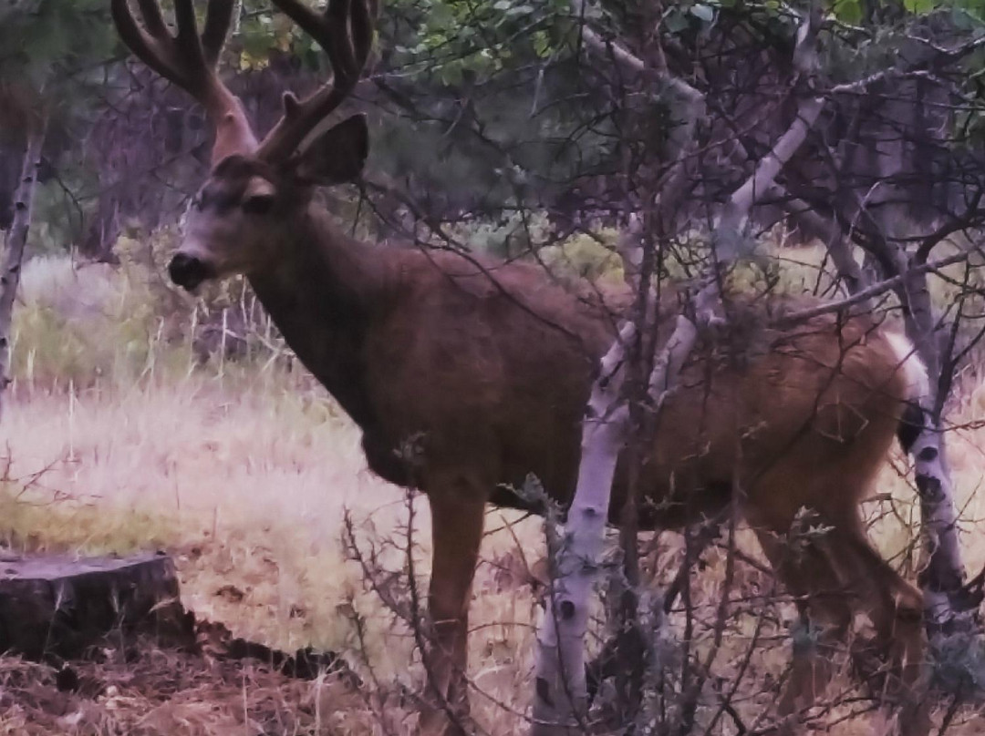 Peterson Ridge Trail-Sisters必去景点
