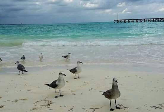 Playa Caracol景点图片