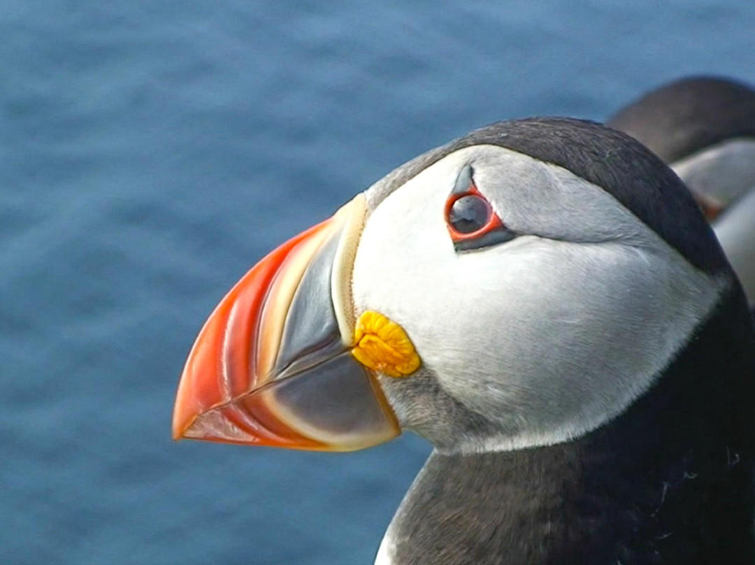 Wild Derrynane