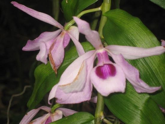 Jardin de Cantamerle-Capesterre-Belle-Eau必去景点