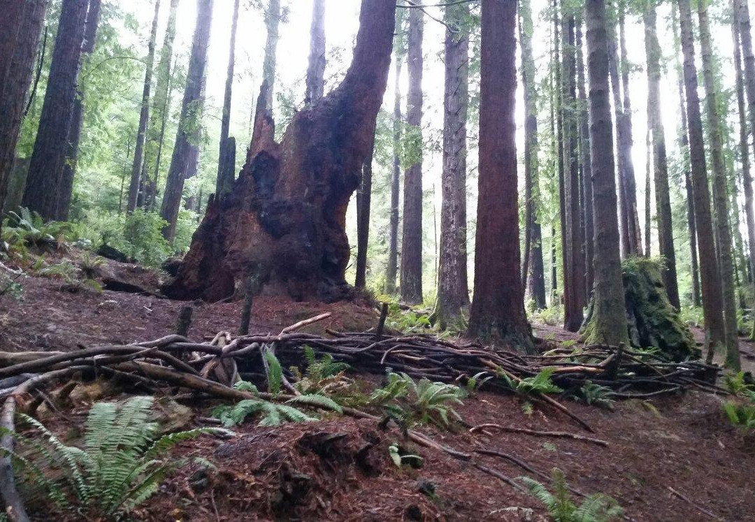 Arcata Community Forest景点图片