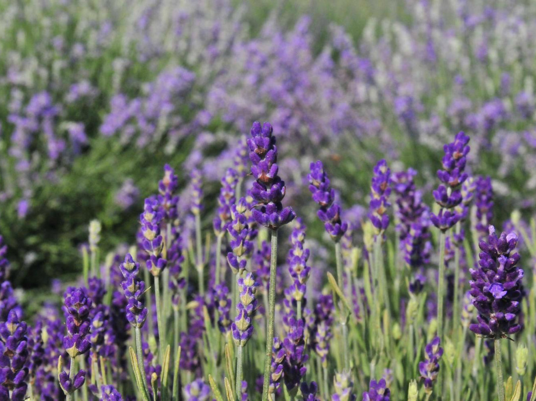 Seven Oaks Lavender Farm-Catlett必去景点