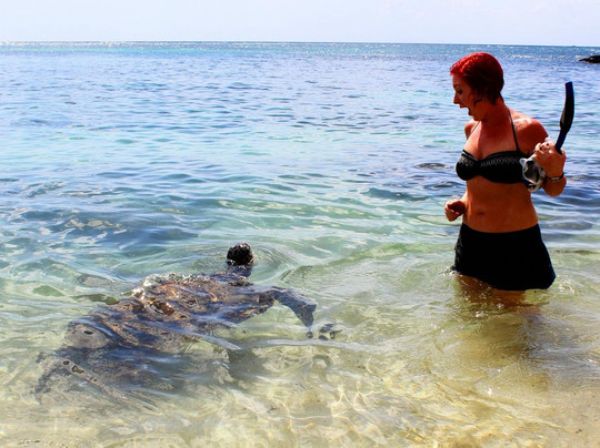 Hawaii Turtle Tours-火奴鲁鲁必去景点