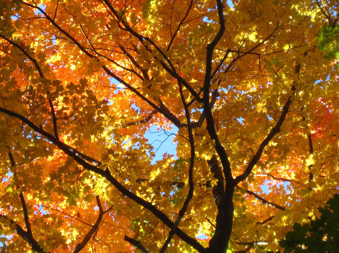 Bois Chomedey-拉瓦尔必去景点