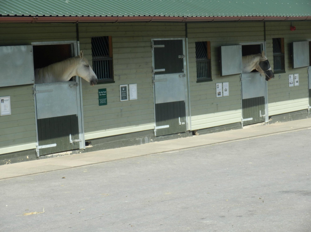 The Horse Trust景点图片