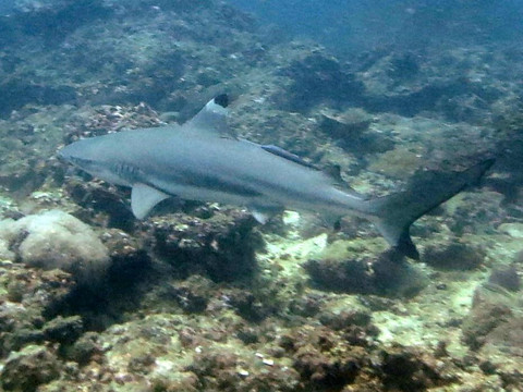 无重力潜水中心-查龙必去景点