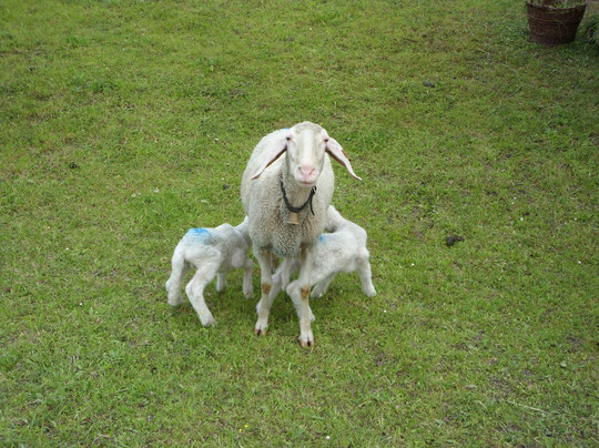 Seewald Gasthof主图