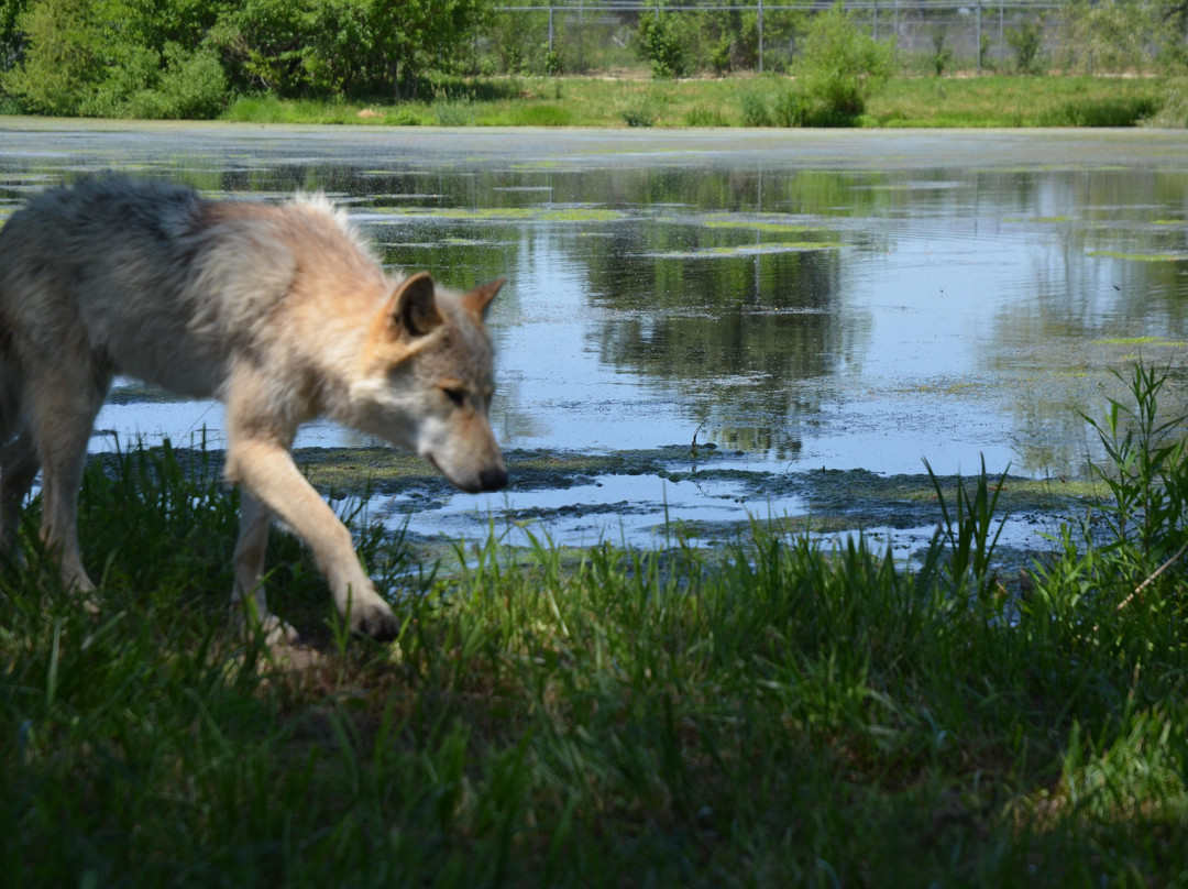 Wolf Park-Battle Ground必去景点