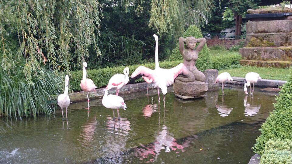 Parkhotel Krone主图