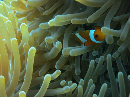 Bali Scuba-沙努尔必去景点