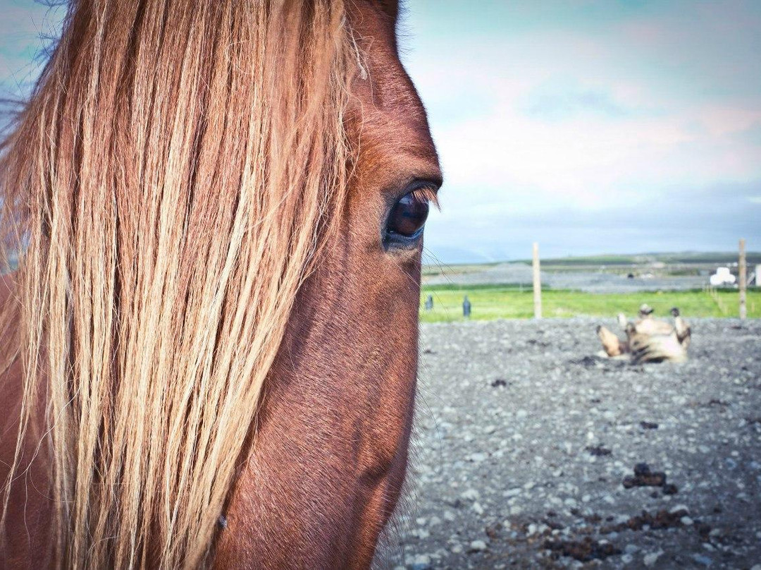 Stori-Bakki Riding Tours-埃伊尔斯塔济必去景点
