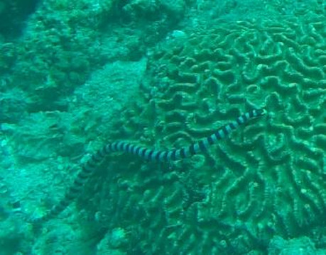 海蜜蜂潜水-查龙必去景点