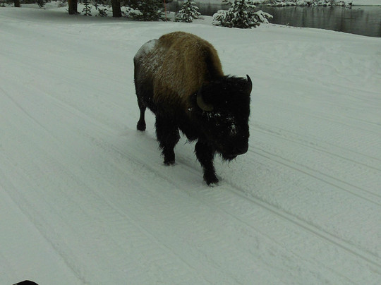 Yellowstone Alpen Guides-西黄石镇必去景点