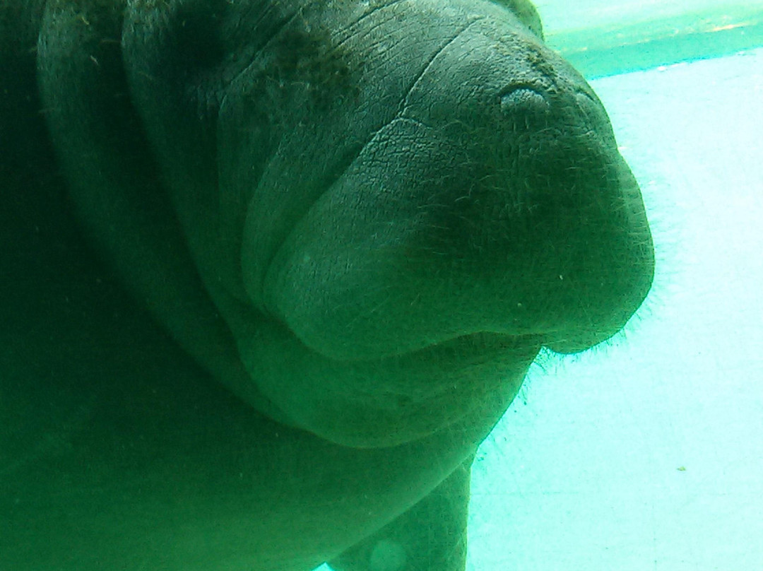 Ellie Schiller Homosassa Springs Wildlife State Park-Homosassa Springs必去景点