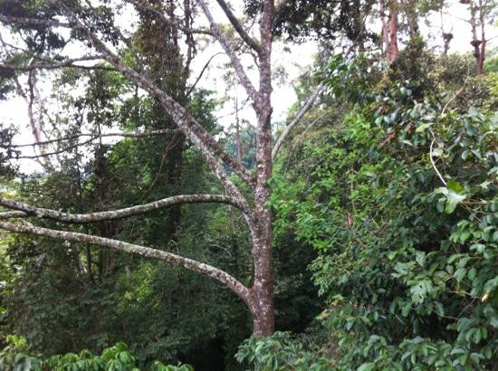 Poring Treetop Canopy Walk-亚庇必去景点