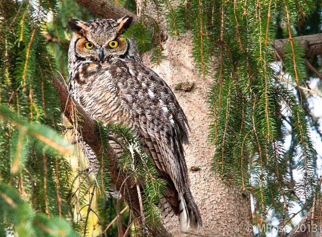多伦多汉伯植物园-多伦多必去景点