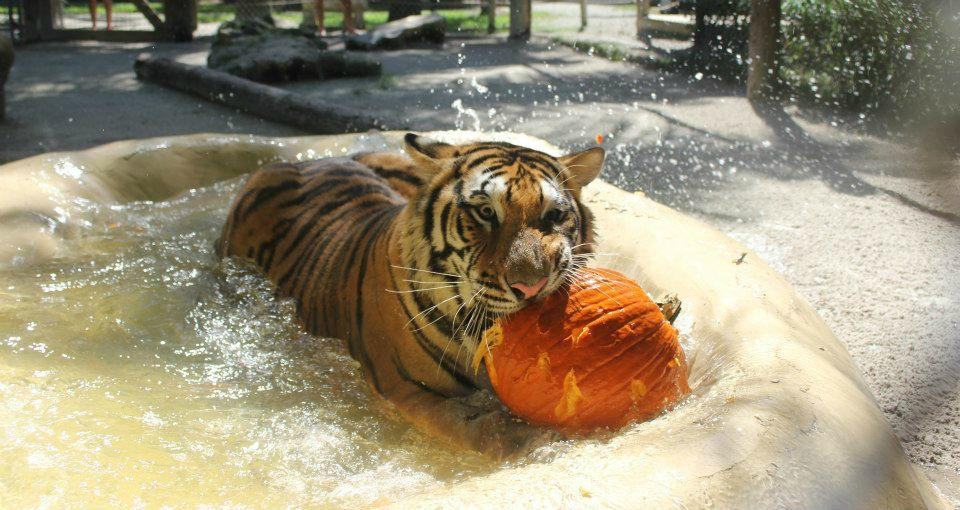 McCarthy's Wildlife Sanctuary景点图片