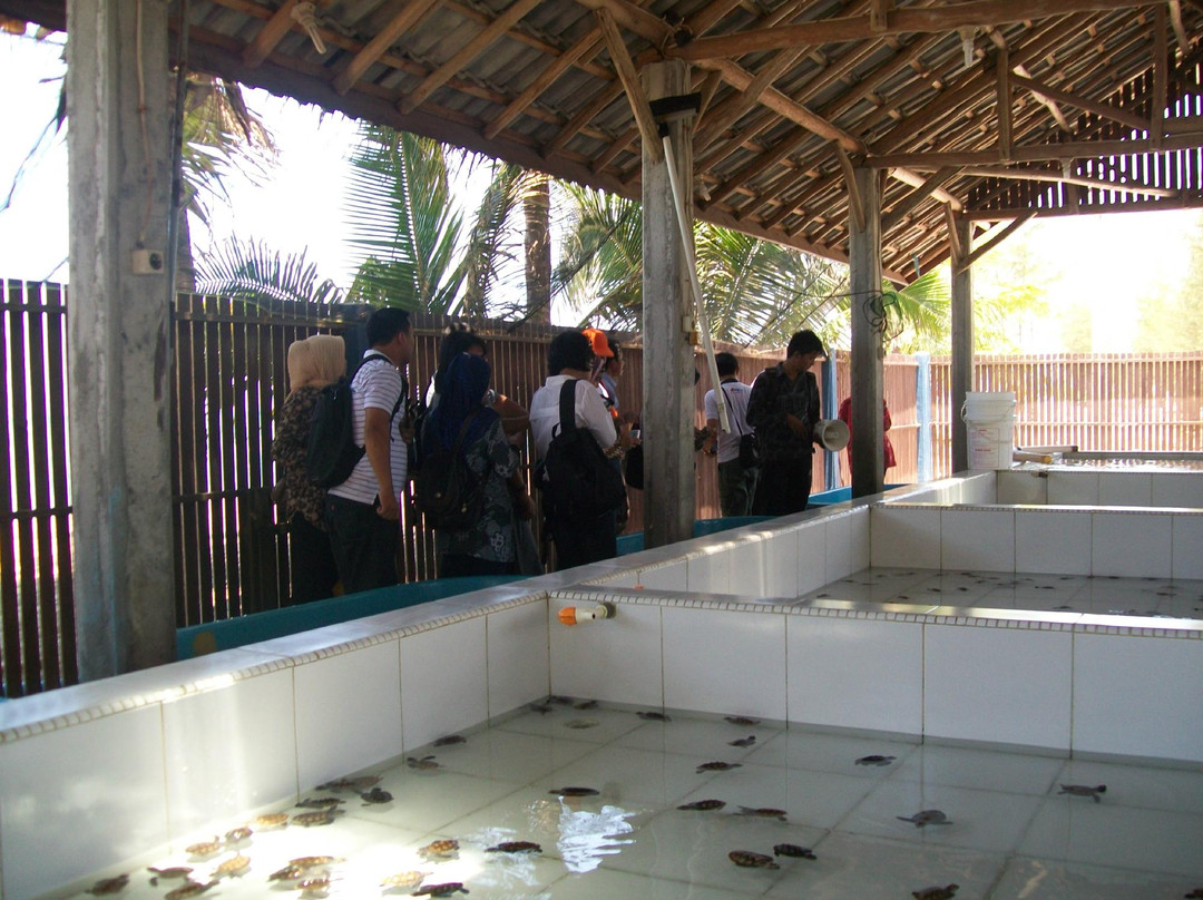 Tukik Babel Sea Turtle Hatchery-Sungailiat必去景点