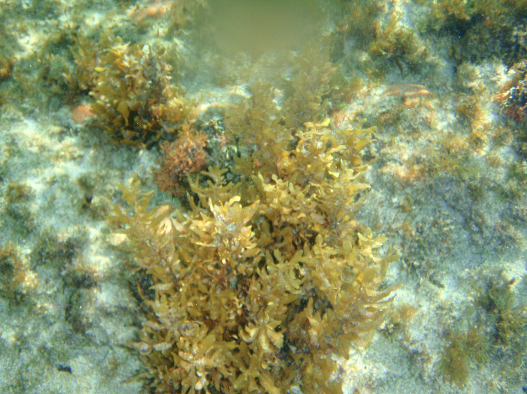 Atalaia Beach-费尔南多-迪诺罗尼亚群岛必去景点