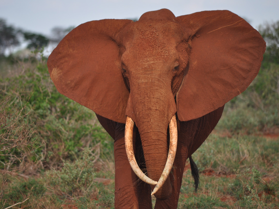 Safari Kenya Top - Private Day Tours-瓦塔木必去景点