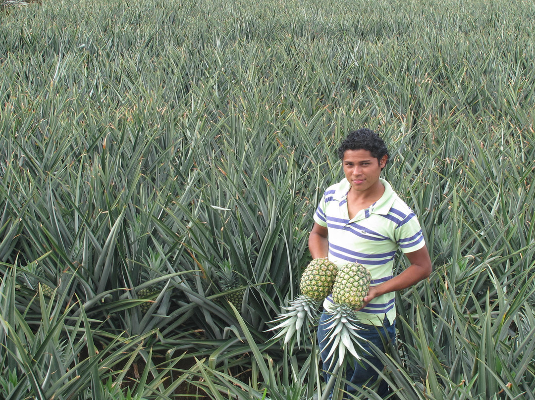 Finca Corsicana Pineapple Farm景点图片