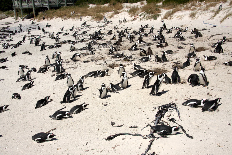 Boulders Beach Penguin Colony-西门镇必去景点