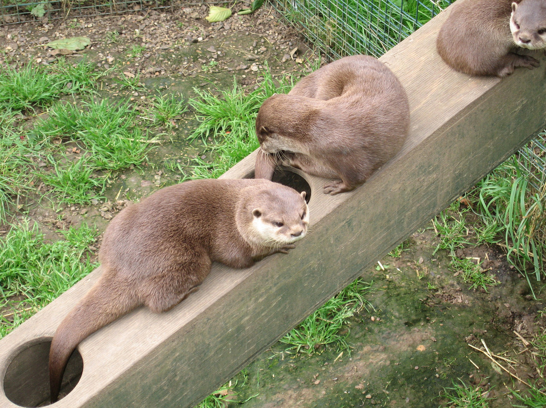 Thrigby Hall Wildlife Gardens景点图片