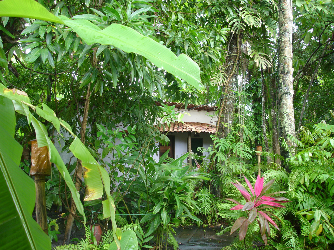 Zimbo Tropical主图